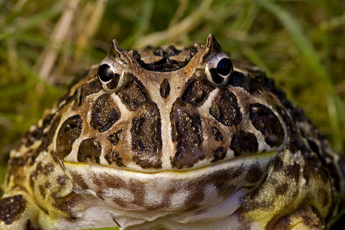 Cranwell's Horned Frog (Ceratophrys cranwelli) - Captive - Native to South America