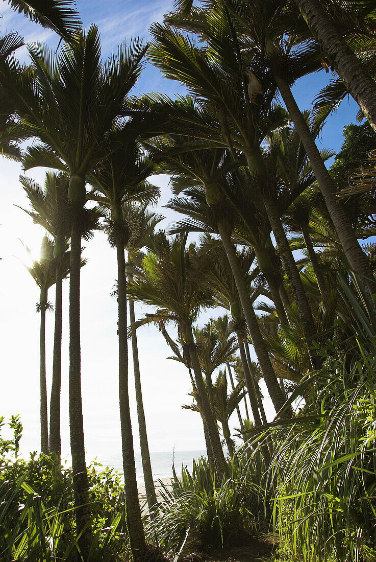 Nikau palms (Rhopalostylis sapida), near Karamea, West Coast, New Zealand.