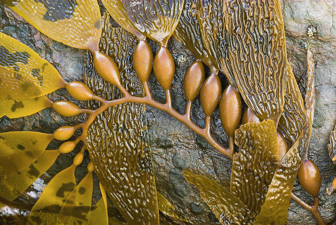 Patterns of kelp (macrocytis species), against rock face, Otago Peninsula, New Zealand