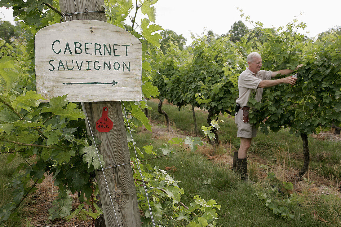 Willowcraft Farm Vineyards, winery, grape, vine, man, winemaker, pruning, sign, Cabernet Sauvignon. Leesburg. Virginia. USA.