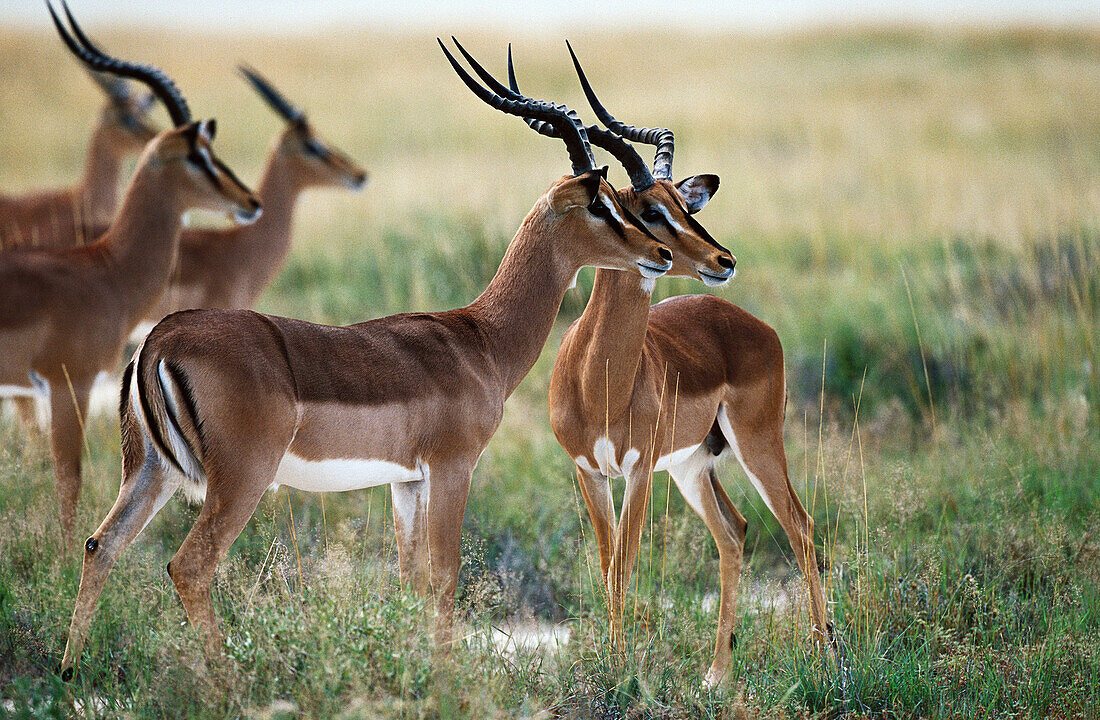 Black-faced Impala (Aepyceros melampus petersi). Etosha National Park, Namibia