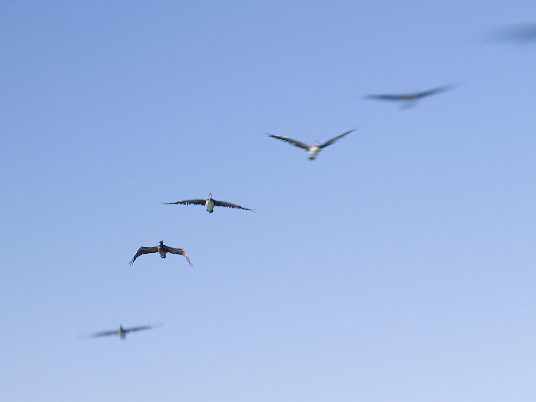 Birds in flight over the harbour of Santa Barbara, California, USA (Soft Focus Effect)