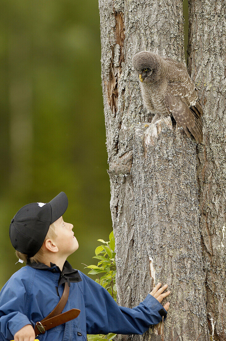 7 years old boy and a young Great Grey owl, Vasterbotten, Sweden (June 2005)
