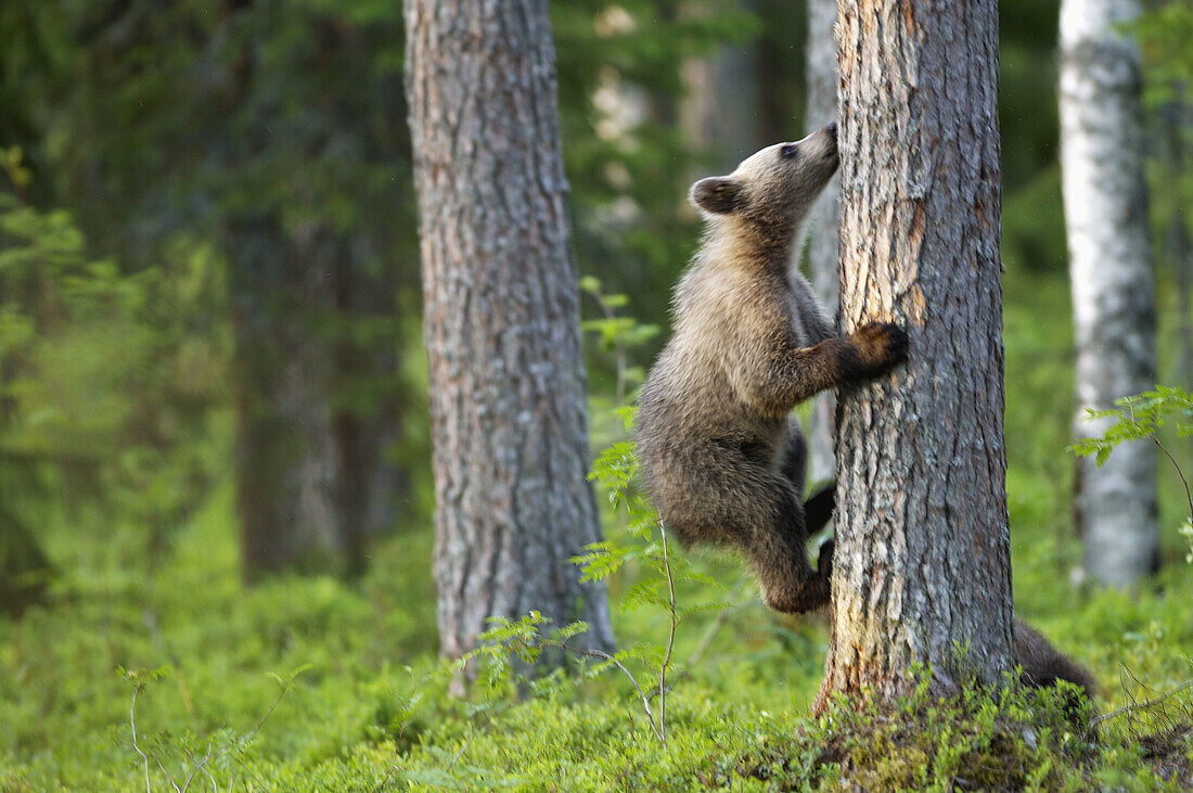 Animal, Animals, Ascending, Bear, Bears, Brown Bear, Brown Bears, Climb, Climbing, Color, Colour, Cub, Cubs, Daytime, exterior, Fauna, forest, forests, Go up, Going up, Mammal, Mammals, nature, One, One animal, outdoor, outdoors, outside, Pine, Pines, Pin