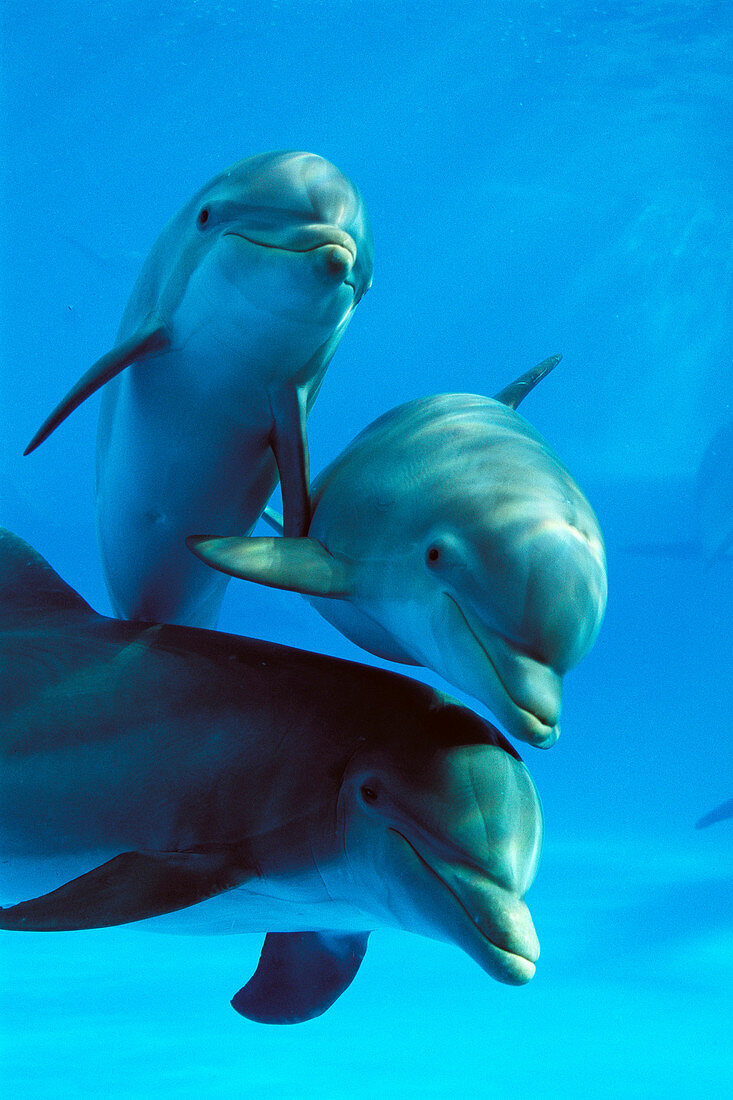 Bottlenose Dolphin (Tursiops truncatus)