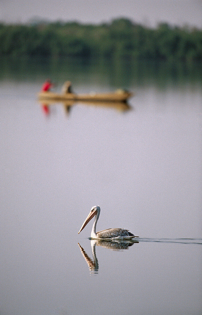 Pink-backed Pelican (Pelecanus rufescens) on Gambia river. Gambia