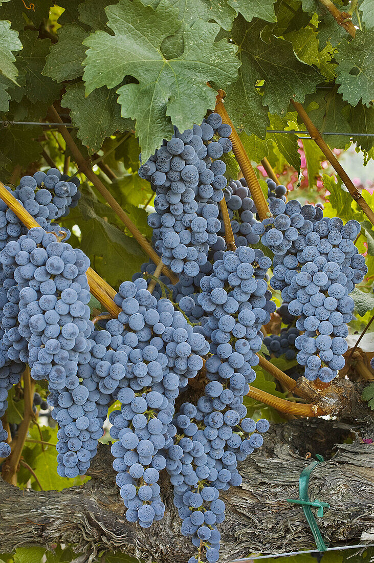 Wine grapes, Napa Valley, California