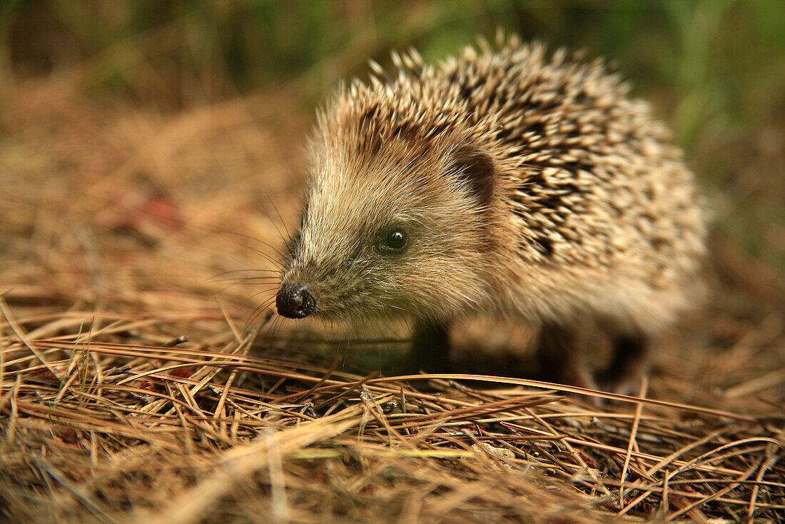 Hedgehog (Erinaceus europaeus), La Dehesa. Spain.