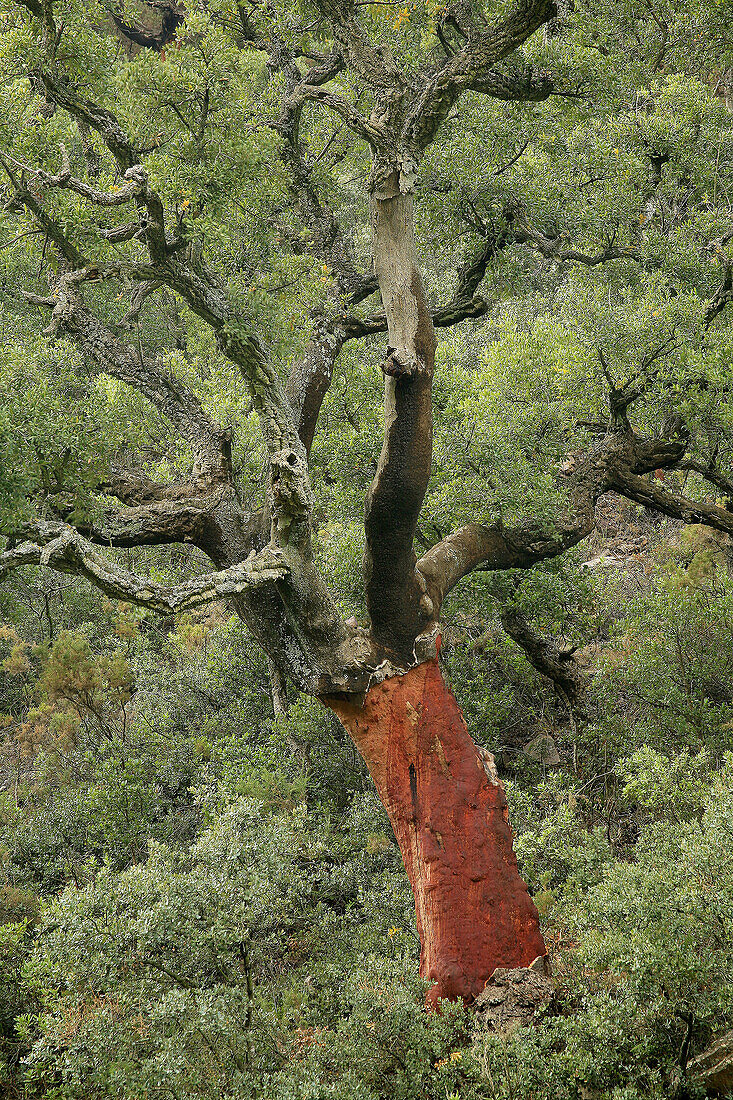 Oak (Quercus suber). La Rápita.