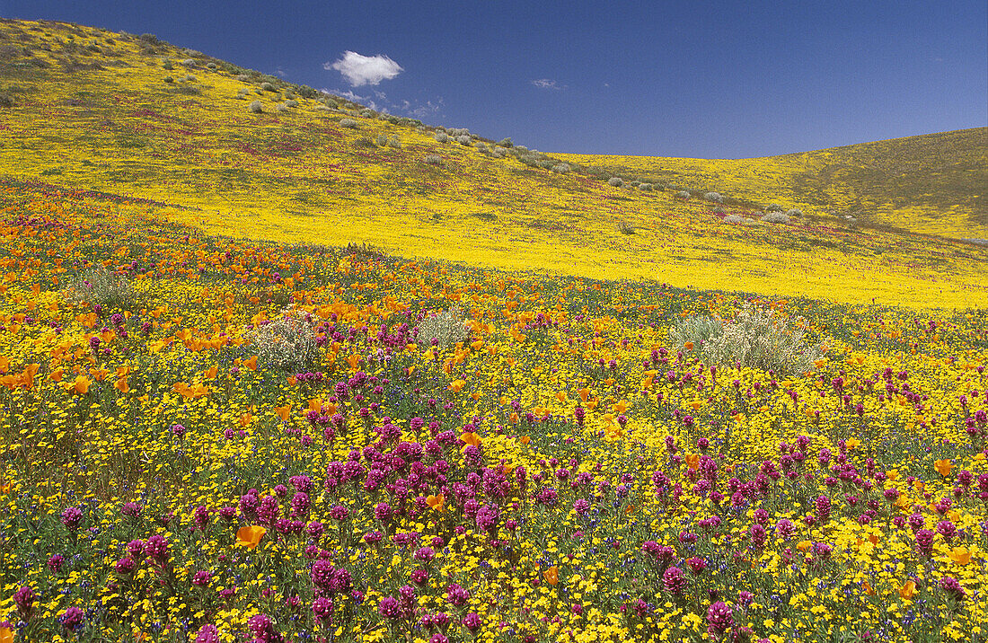 Wildflower meadow with California poppy (Eschscholzia californica) and Owl clovers, Antelope Valley, California, USA