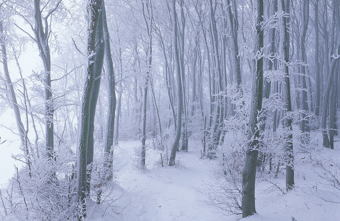 Frosted Beech forest. Biosphere Reserve East Rugen. Rugen Island, Mecklenburg-Western Pommerania, Germany.