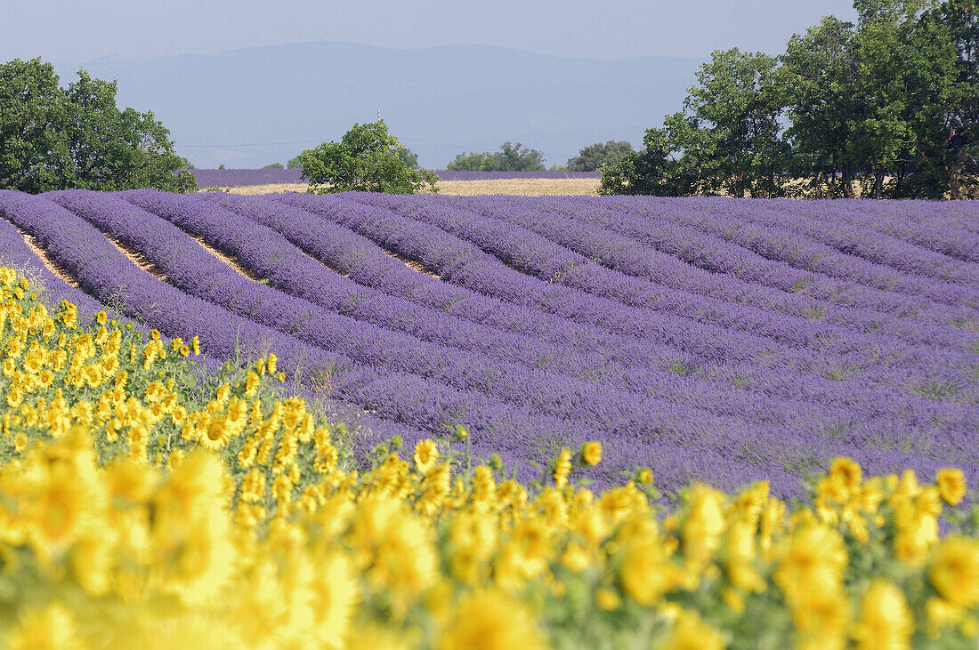 Field of Lavender and Sunflowers (Lavandula angustifolia), Plateau de Valensole, Valensole, Provence, France