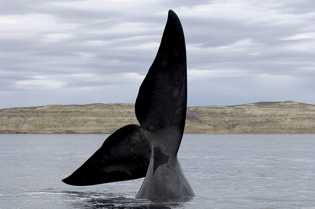 A southrn Right Whale, Eubalaena australis, extends its fluke high out of the water and waves it back and forth for a short period, Golfo Nuevo, Peninsula Valdez, Patagonia, Argentina, South America, South Atlantic Ocean