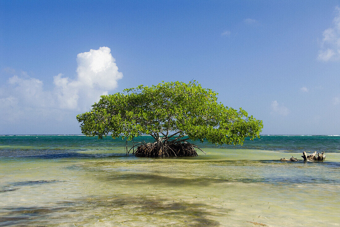 A lone mangrove tree thrives in teh shallows just off the sandy shores of Mahahual, Costa Maya, Yucutan Peninsula, Mexico, Caribbean Sea.