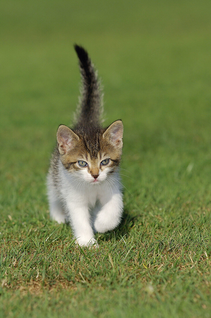 Kitten in meadow  Bavaria, Germany, Europe