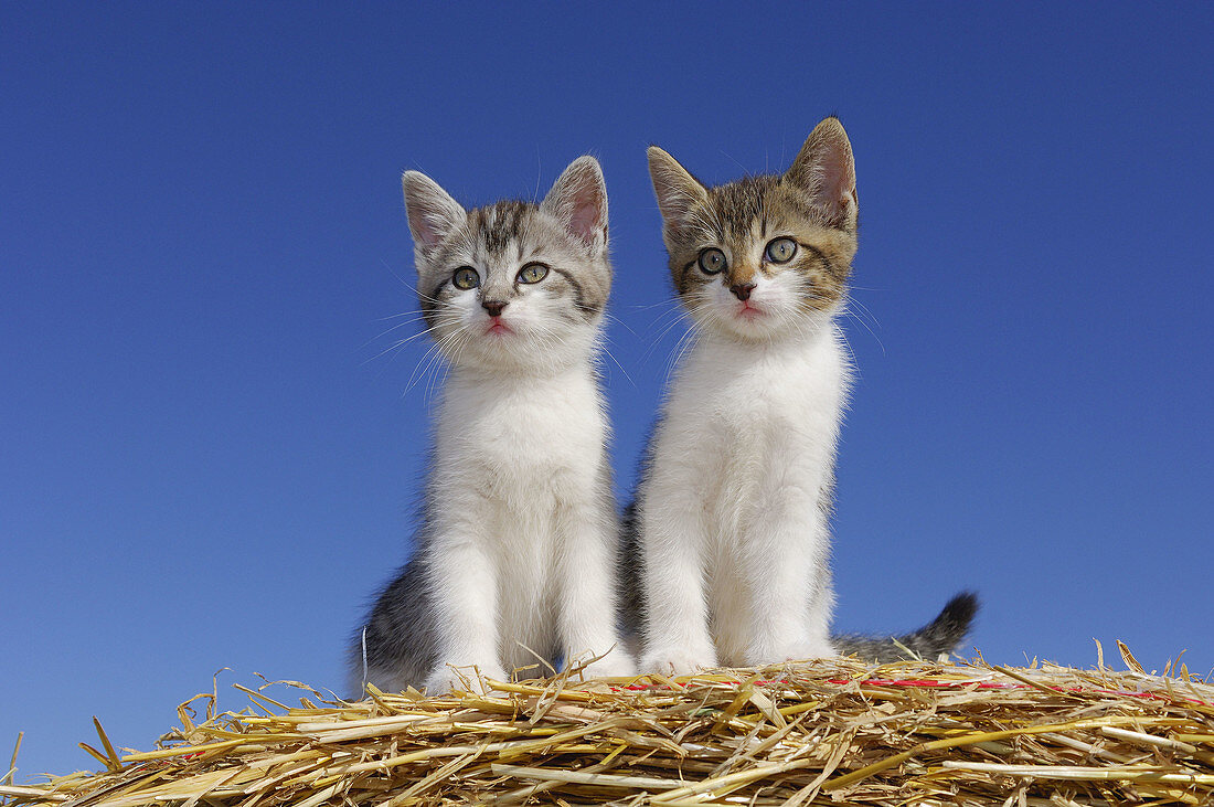 Two kitten sitting on straw  Bavaria, Germany, Europe