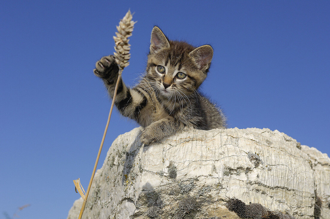 Kitten would like to catch straw  Bavaria, Germany, Europe