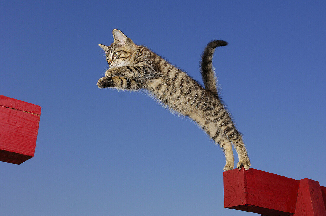 Kitten jumping  Bavaria, Germany, Europe