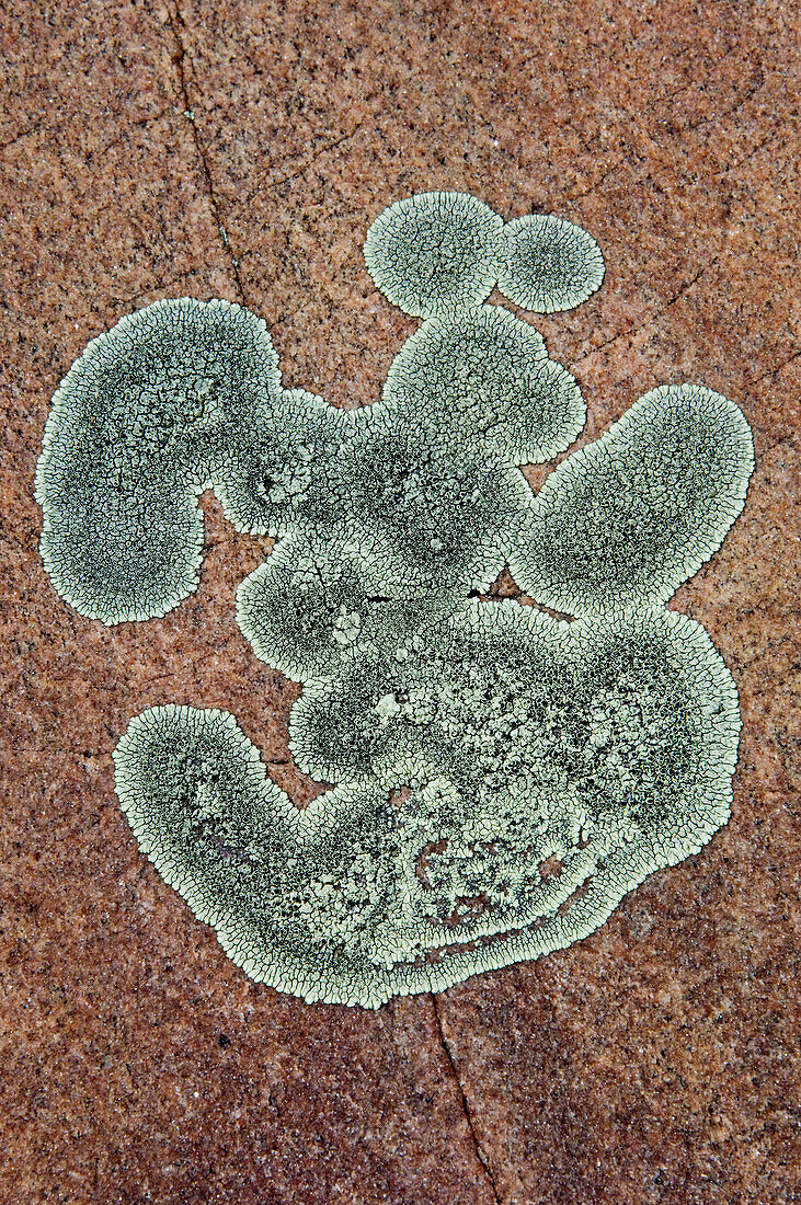 Lichen colonies on granite outcrop