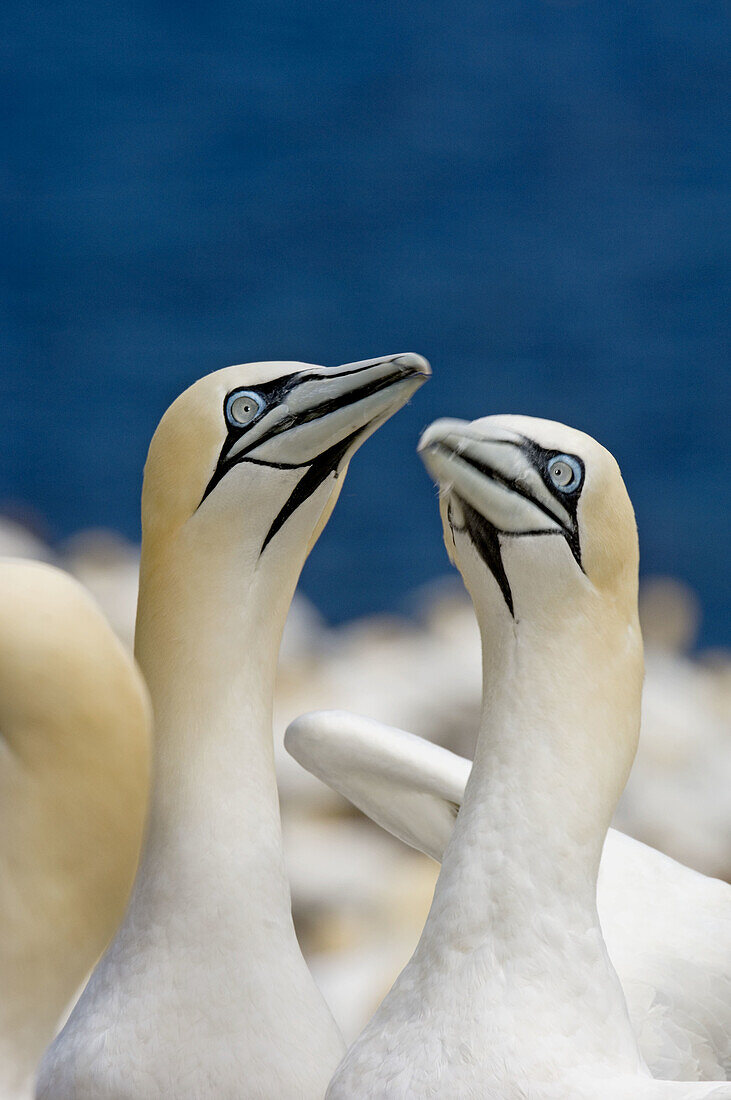 Northern gannet (Morus bassanus)- 'fencing' behaviour