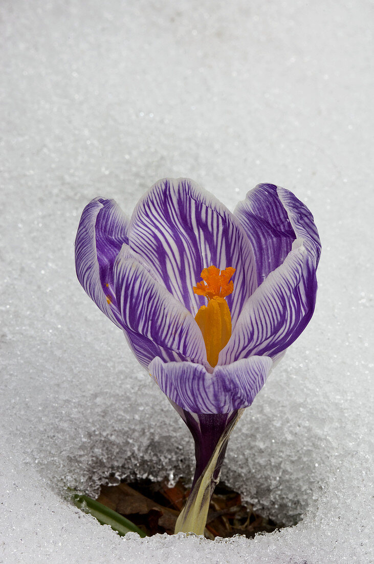 Crocus blossums emerging through early spring snow in outdoor garden