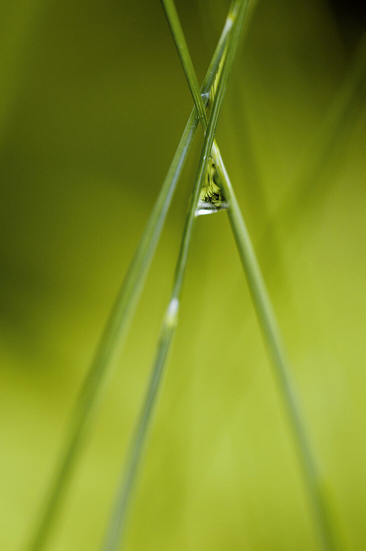 Hair grass (Deschampsia spp.) stalks with raindrop