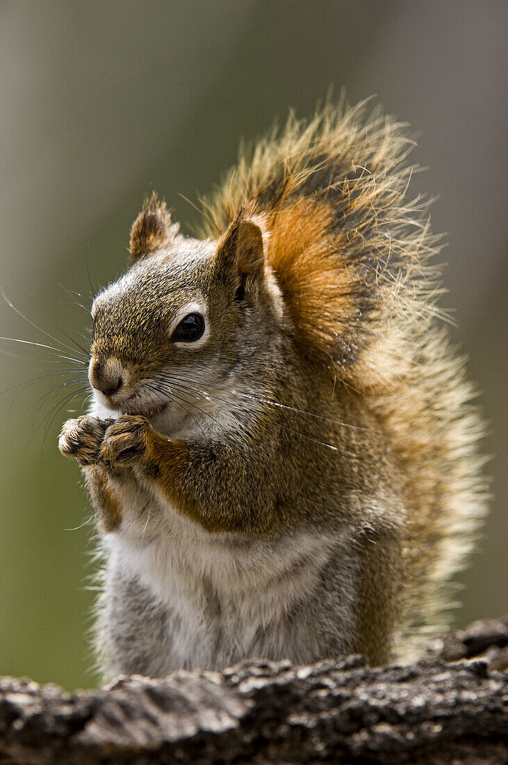 Red squirrel (Tamiasciurus hudsonicus)