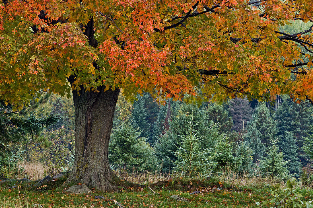 Ancient maple tree with autumn colour in pasture