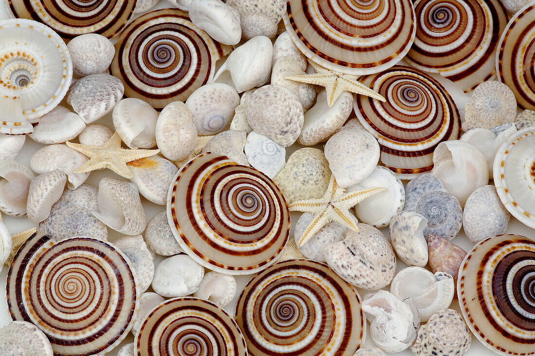 Haitian Tree Snails  (photo set up with mixed sea shells). Southern Oregon coast. USA