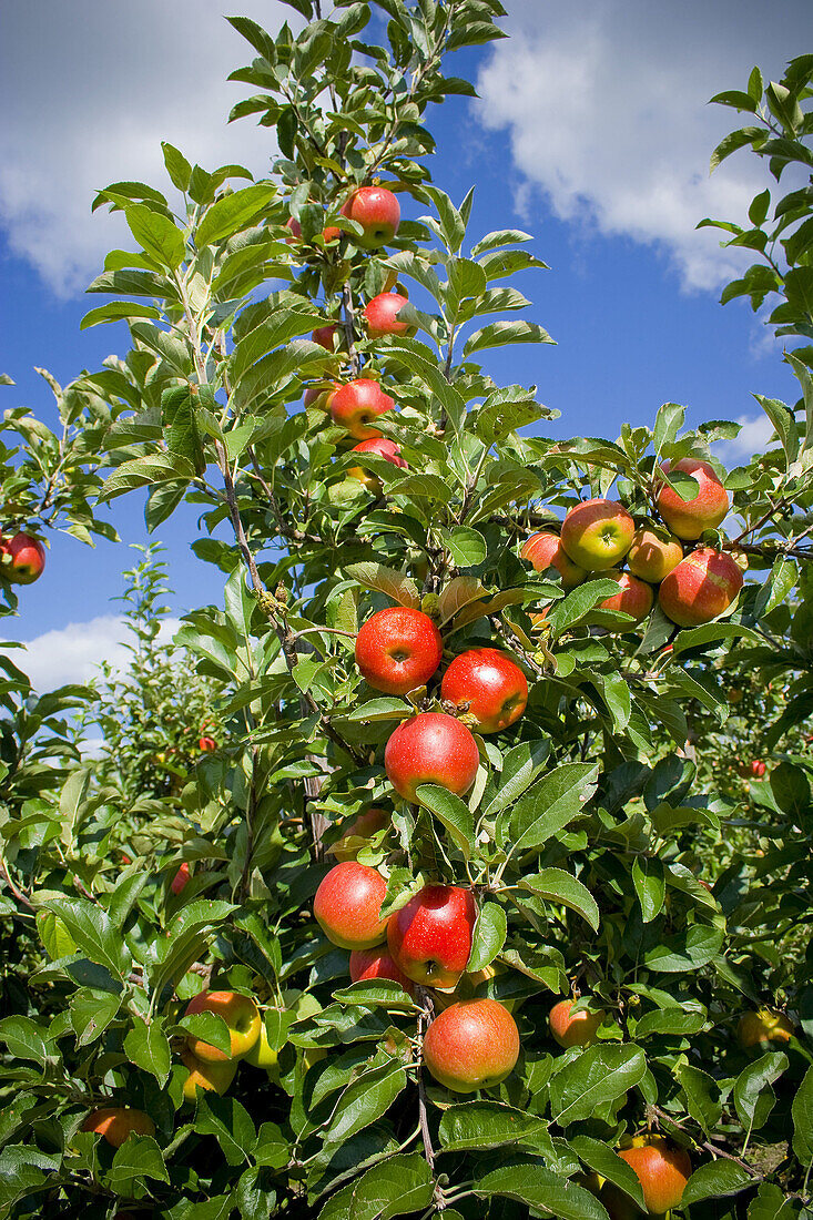 Red Apples in Orchard before Harvesting
