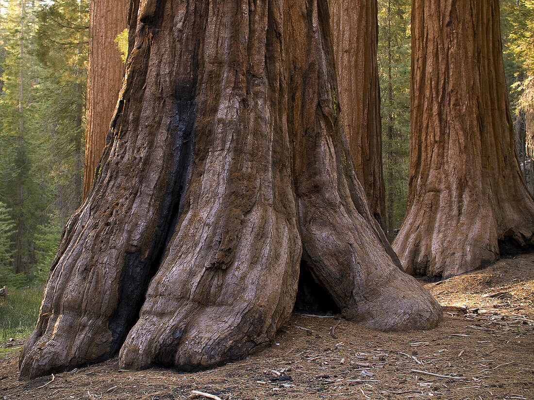 Sequoias. California, USA