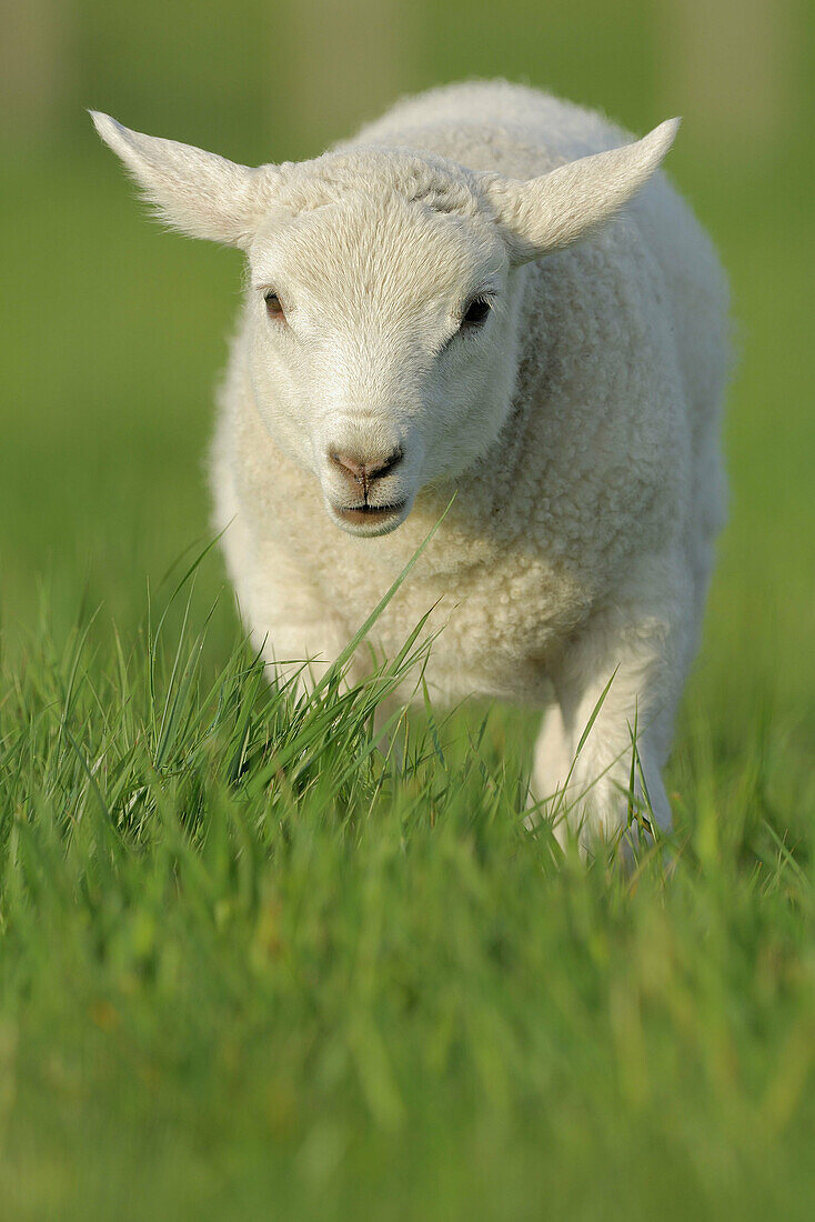 Domestic Sheep (Ovis aries), lamb. Mainland, Orkney Islands, Scotland.