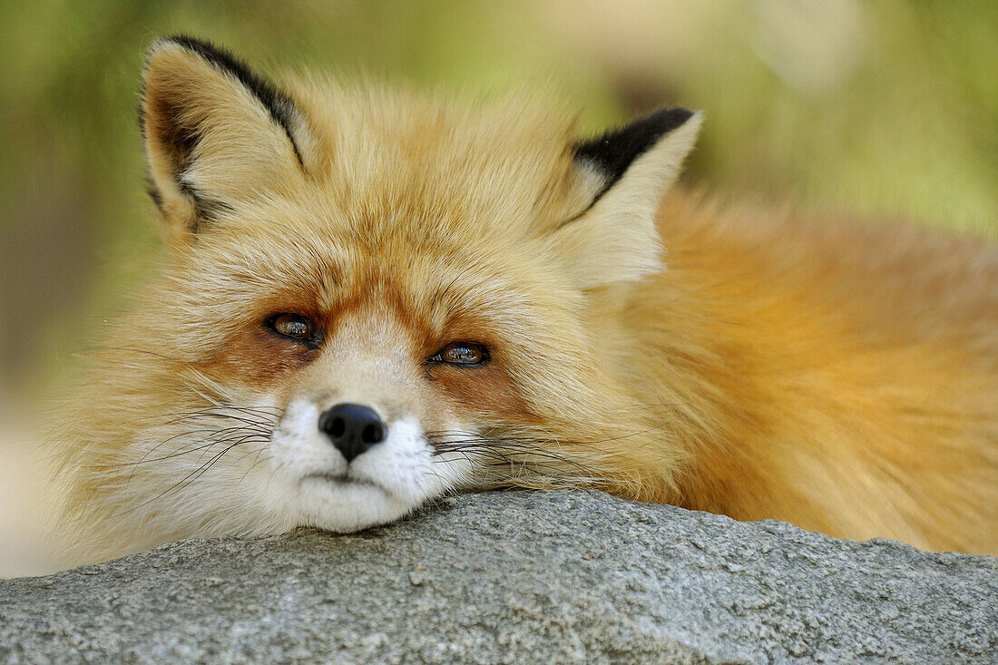 Red Fox (Vulpes vulpes), captive. Finland.