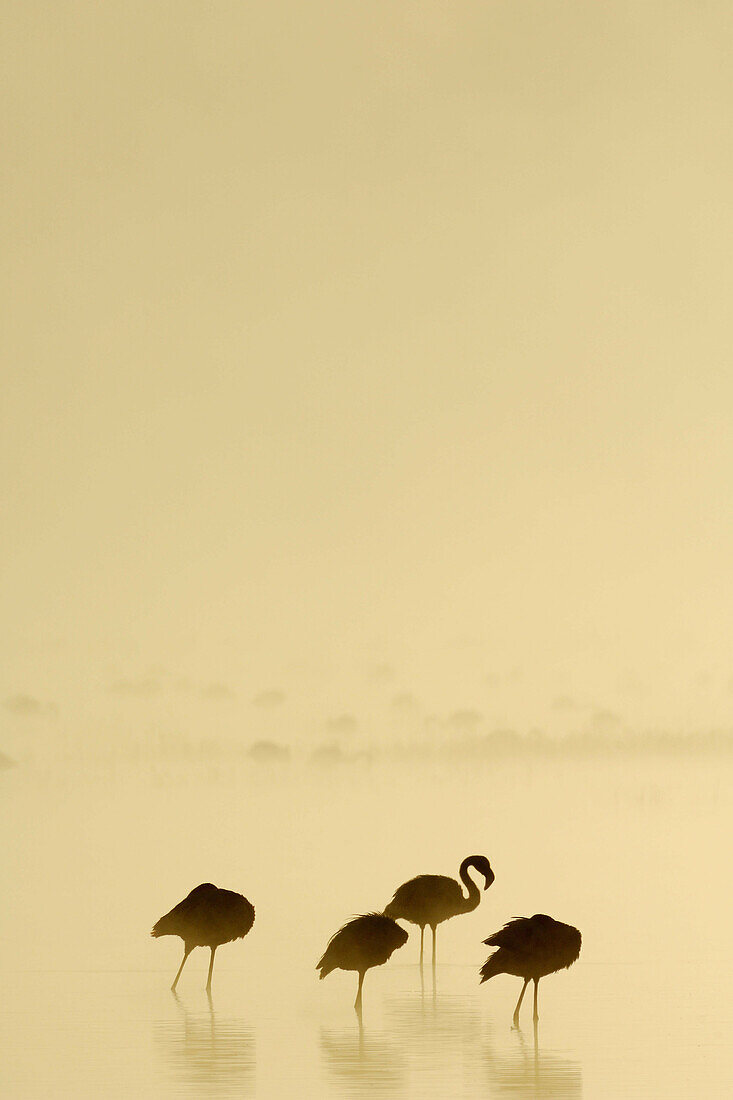 Lesser Flamingos (Phoenicopterus minor) at sunrise on a foggy morning. Lake Nakuru, Kenya.