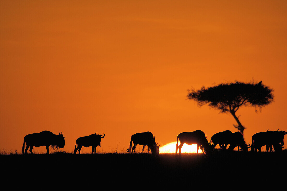 Brindled Gnus/Blue Wildebeests (Connochaetes taurinus) at sunrise. Massai Mara, Kenya.