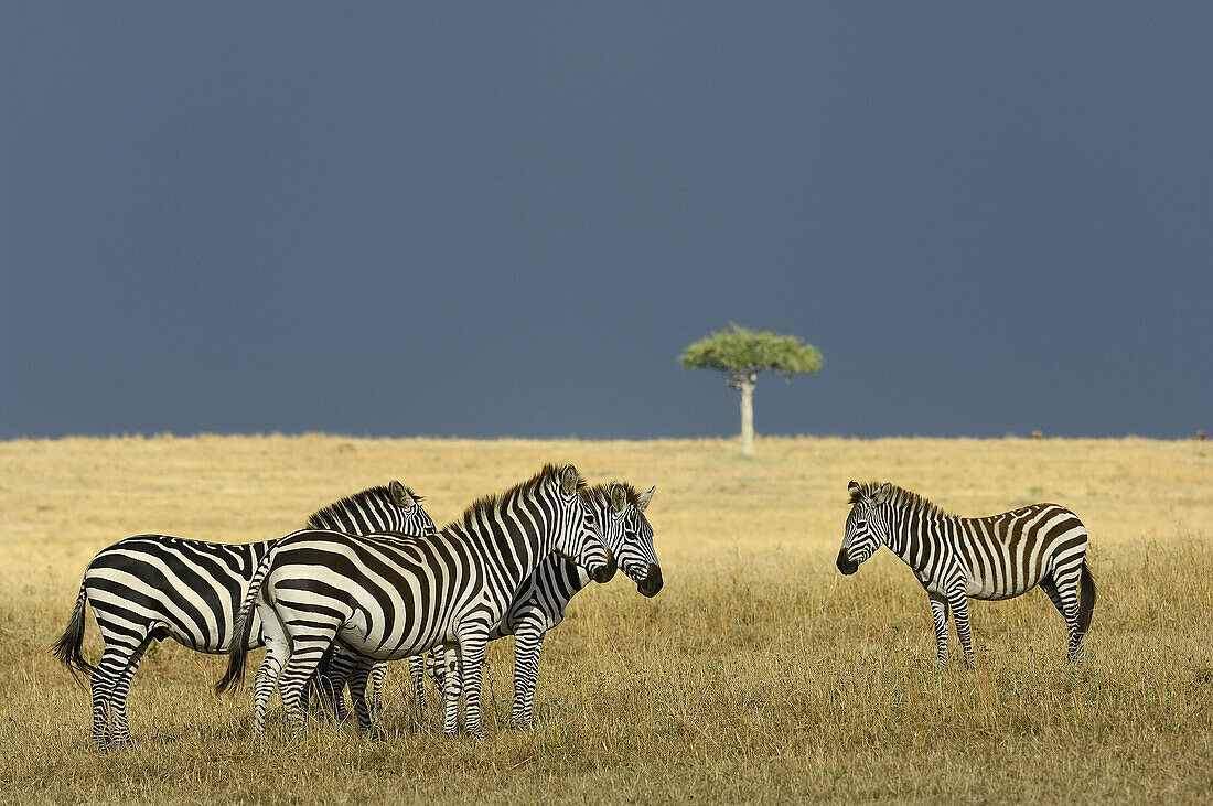 Common Zebras (Equus quagga boehmi). Massai Mara, Kenya.
