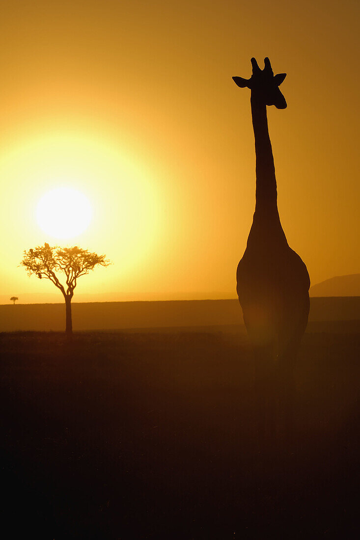 Massai Giraffe (Giraffa camelopardalis tippelskirchi) at sunrise. Massai Mara, Kenya.