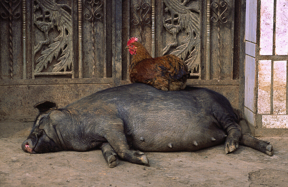 Rooster sitting on a sleeping pig, Xishuangbanna, Yunnan, China