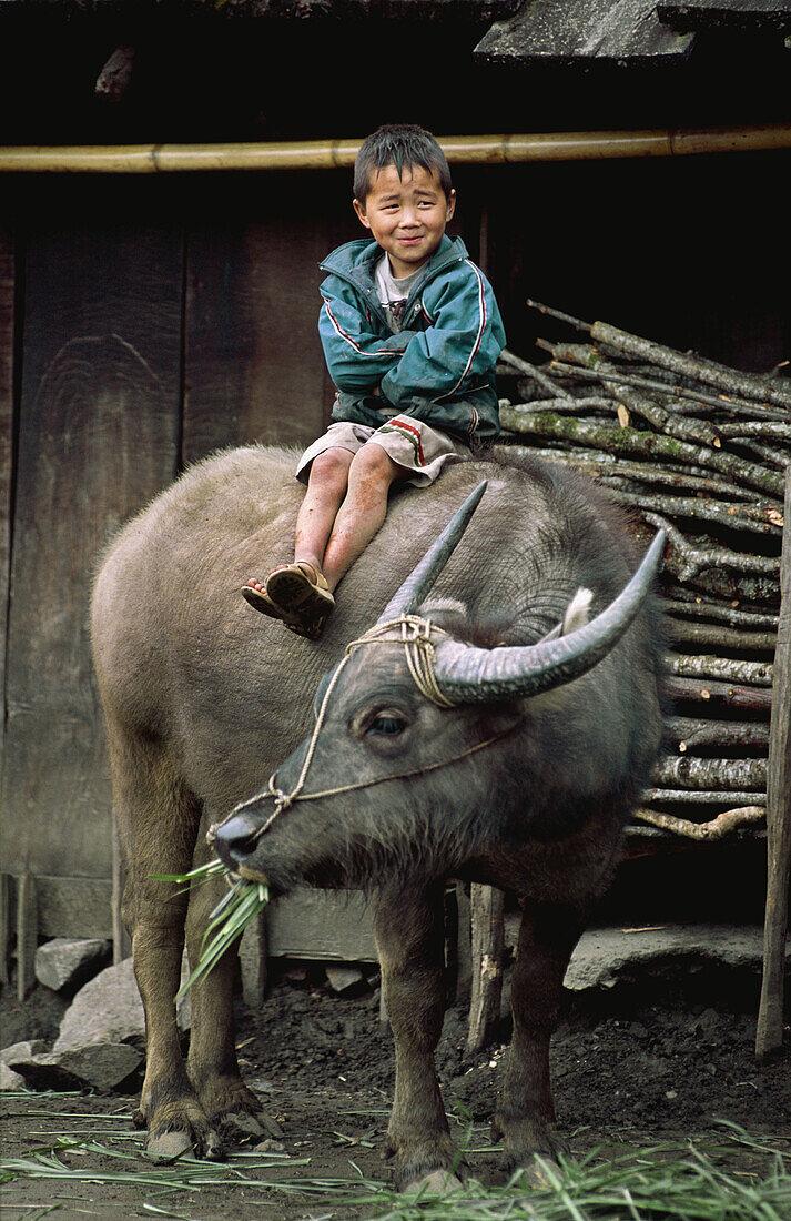 Boy on a water buffalo near Sapa, Lao Cai Province, Vietnam