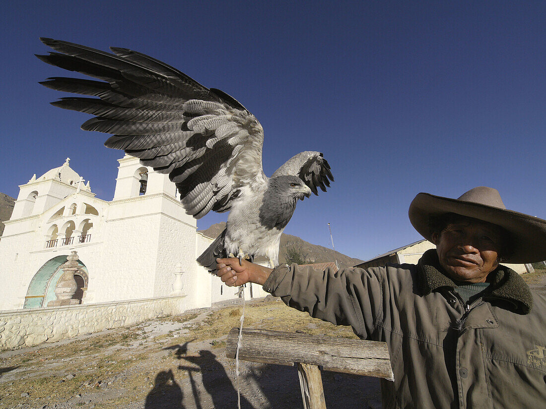 Hawk in Maca, between Arequipa and Cañón del Colca, Perú.