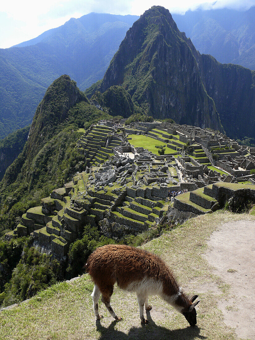 Llama (Lama glama). Machu Picchu. Peru