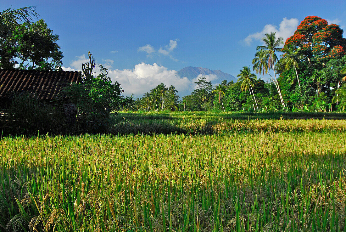 Landschaft mit Reisfeldern am Vulkan Gunung Agung, Ost Bali, Indonesien, Asien
