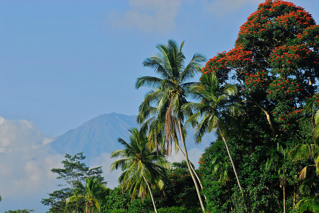 Der Vulkan Gunung Agung hinter Wolken und Palmen, Ost Bali, Indonesien, Asien