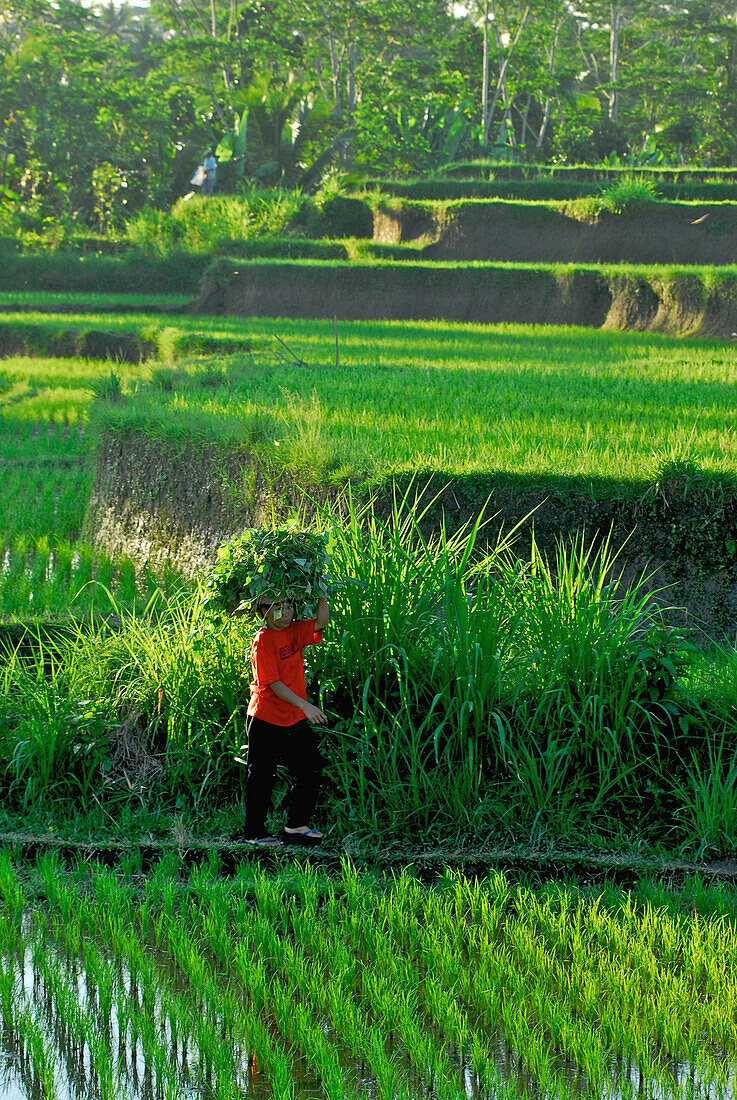 Frau trägt Last auf dem Kopf über Reisfelder, Bangli Distrikt, Bali, Indonesien, Asien