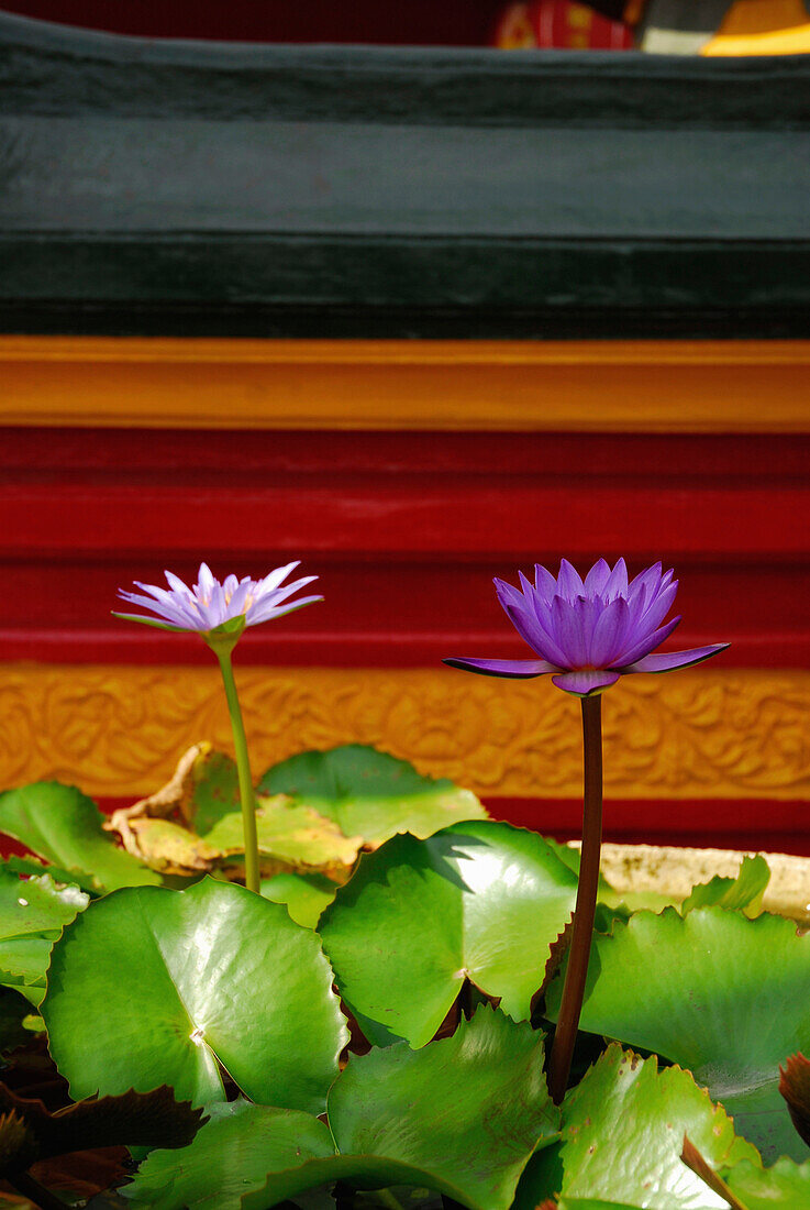 Seerosen im chinesichen Tempel in Benoa, Südbali, Bali, Indonesien, Asien