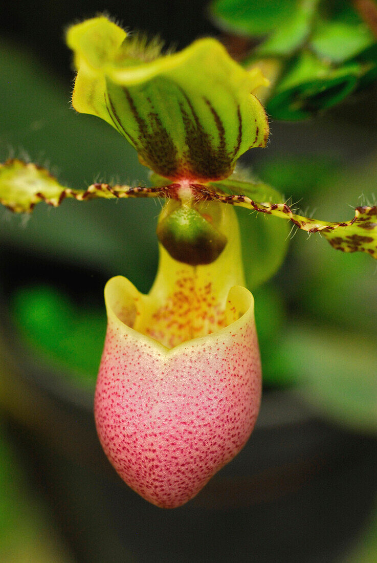 Tropische Blume im Botanischen Garten, Ubud, Bali, Indonesien, Asien