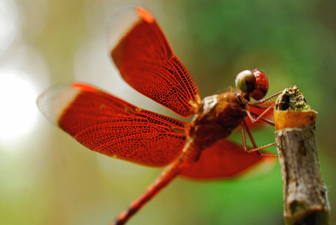 Red dragonfly at the botanical garden, Ubud, Bali, Indonesia, Asia