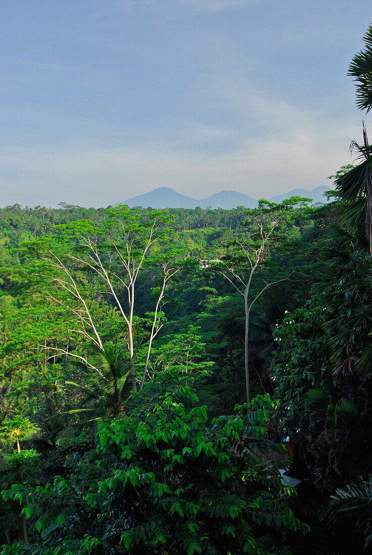 View over the jungle under clouded sky, Ubud, Indonesia, Asia