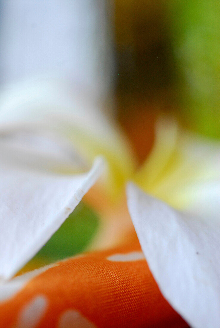 Detail of the Tree Spa at Kupu Kupu Barong Resort, Ubud, Indonsia, Asia