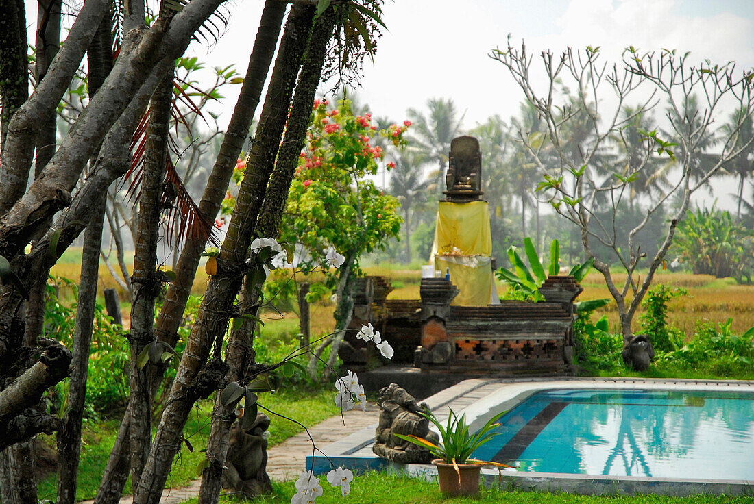 The pool of the Suly Hotel with view at rice fields, Mas, Bali, Indonesia, Asia